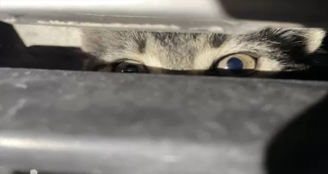 Karabük’te otomobilin motor kısmına sıkışan 2 kedi yavrusu kurtarıldı