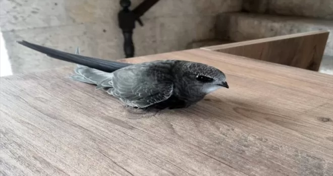 Karabük’te yaralı ebabil tedaviye alındı