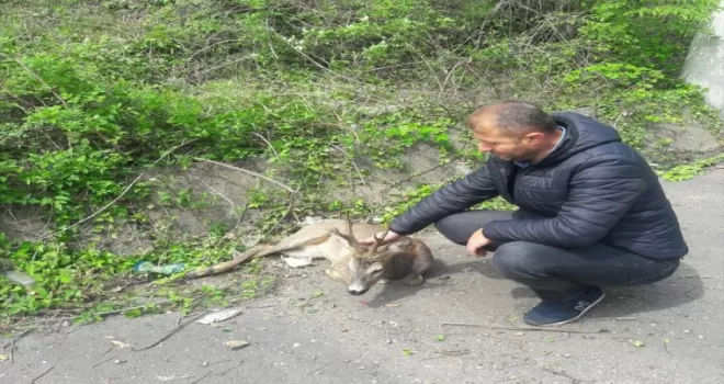 Karabük’te yaralı karaca koruma altına alındı