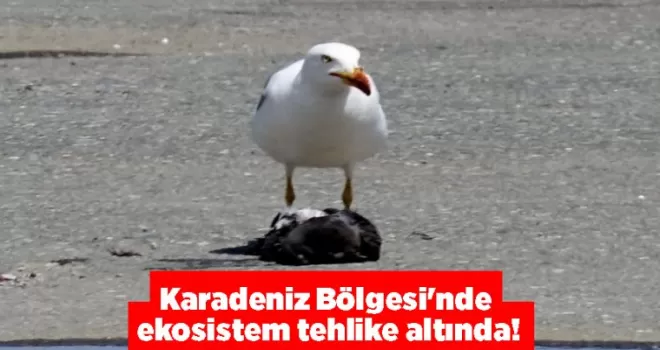 Karadeniz Bölgesi’nde ekosistem tehlike altında!