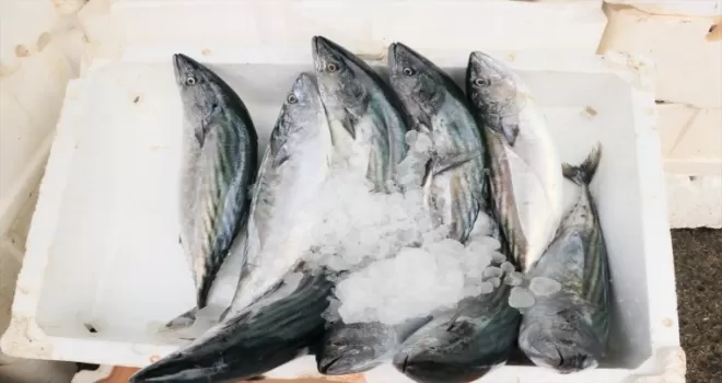 Karadeniz'de bu yıl palamut bolluğu hamsi varlığını olumsuz etkileyebilir