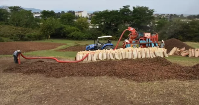 Karadeniz’de fındık hasadını tamamlayan üreticiler patoz mesaisinde