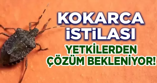 Karadeniz’de Kahverengi Kokarca İstilası: Üreticiler Acil Destek Bekliyor