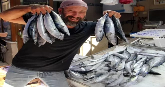 Karadeniz’de palamut ağlara takıldı