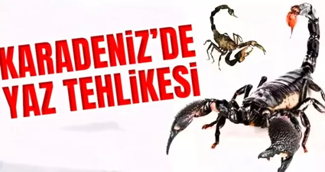 Karadeniz’de Yaz Tehlikesi: Yılan ve Akrep Sokmalarına Dikkat!