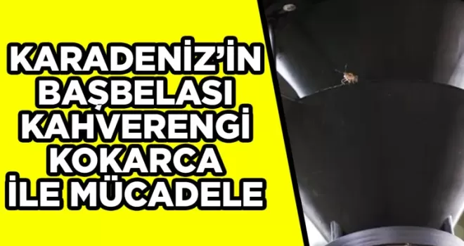 Karadeniz’in baş belası kahverengi kokarca ile mücadele!