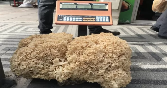 Kastamonu'da 6 kilogram ağırlığında çam mantarı bulundu