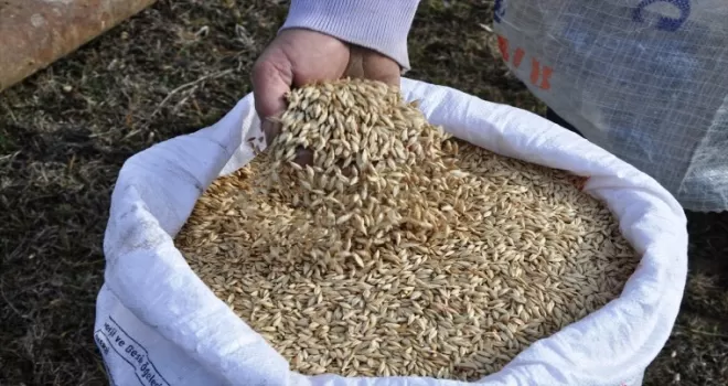 Kastamonu’da siyez buğdayı ekimine başlandı