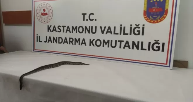 Kastamonu’da, sosyal medya üzerinden satılmaya çalışılan pitona el konuldu