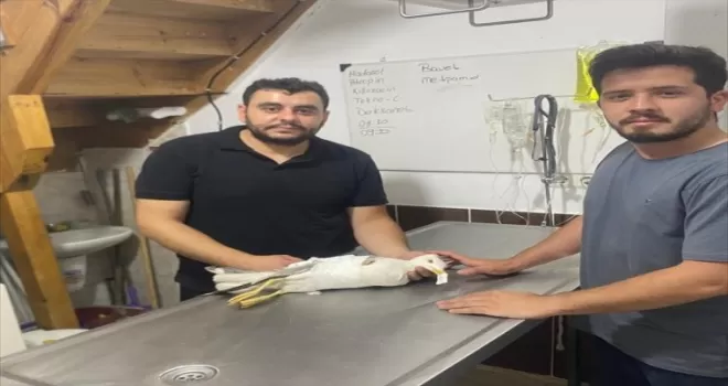 Kastamonu’da yaralı bulunan martıya “acil servis“ müdahalesi