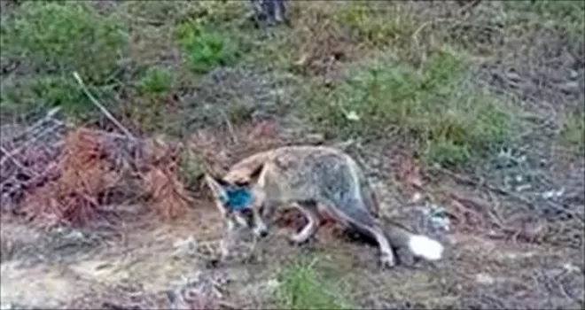 Kastamonu'da yaralı halde bulunan tilki tedavisinin ardından doğaya bırakıldı