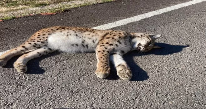 Kastamonu'da yol kenarında ölü vaşak bulundu