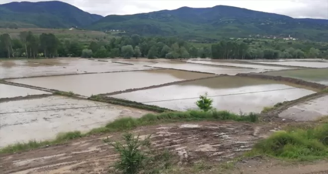Kastamonu Hanönü’de çeltik tarlaları su altında kaldı