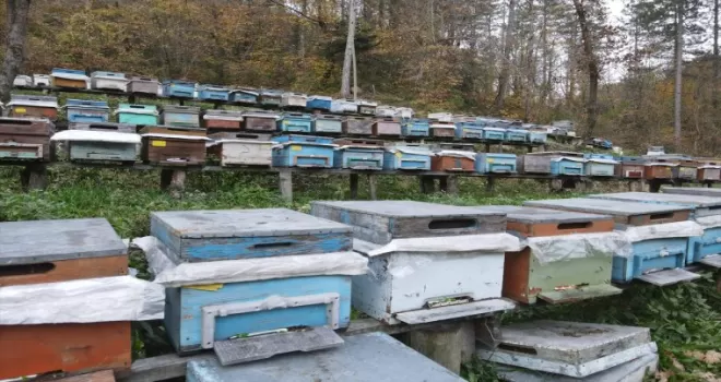 Kastamonu'nun tescilli kestane balında rekolte iklim şartları nedeniyle düştü