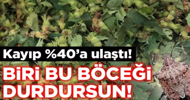 Kayıp Fındık Oranı Yüzde 30-40’a Ulaştı