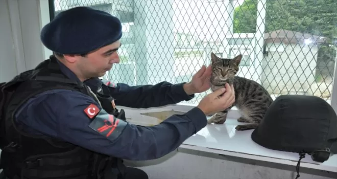 Kedi "Gümüş"e sahip çıkan jandarma, topladığı parayla ameliyatını da yaptırdı