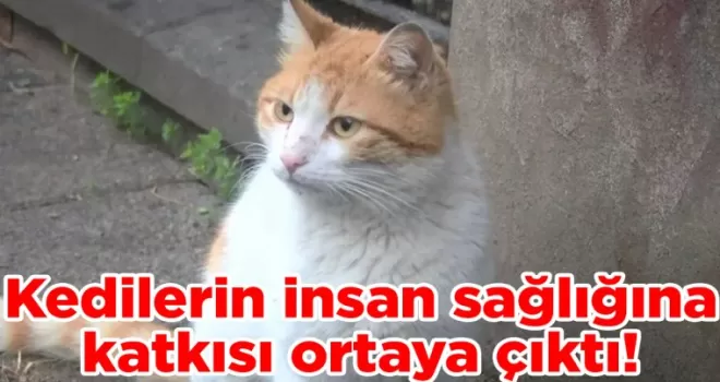 Kedilerin insan sağlığına katkısı ortaya çıktı!