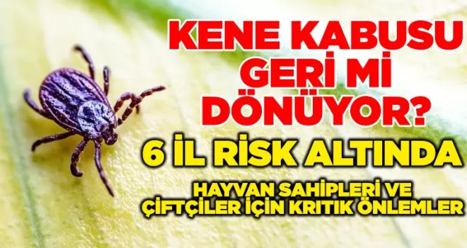 Kış Yağışları Keneyi Tetikledi: Bu 6 İlde Yaşayanlar Dikkat!