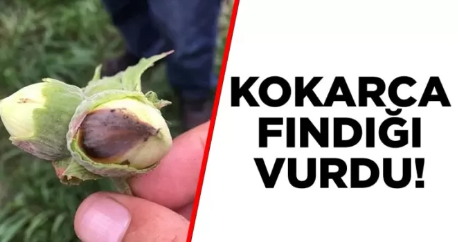 Kokarca fındığı vurdu! 60 liraya kadar geriledi...