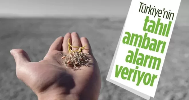 Konya Ovası'nda kuraklık hasarı