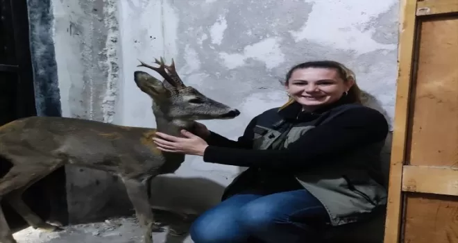 Köpeklerden kaçarken yaralanan karaca tedavisinin ardından doğaya salıverildi