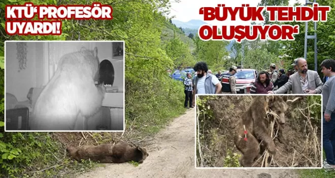 KTÜ’lü profesör duyurdu! Türkiye’de ayı popülasyonu arttı, tehlike büyüdü