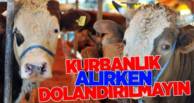 Kurbanlık alırken dikkat! Dolandırılmayın