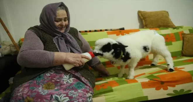 Kuzusu “Boncuk“u evinde besliyor