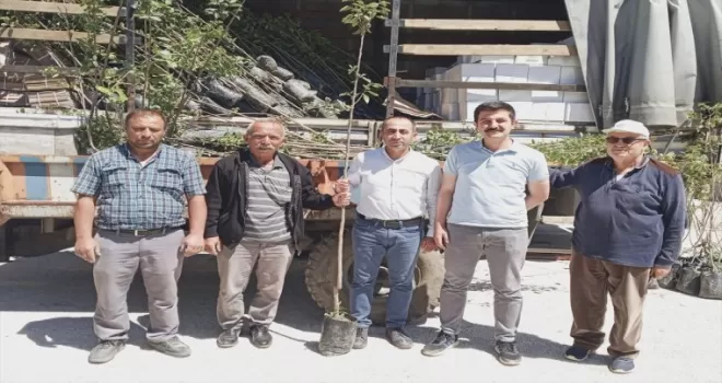 Laçin’de üreticilere Trabzon hurması fidanı dağıtıldı