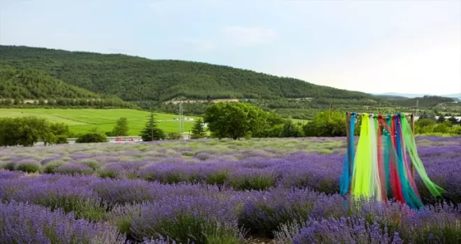 Lavanta tarlaları Safranbolu’nun turizm potansiyeline katkı sağlıyor