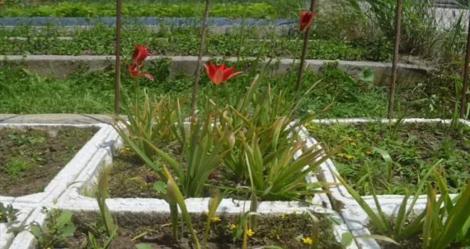 Merzifon’un endemik bitki türü “yitik lale“ çiçek açtı