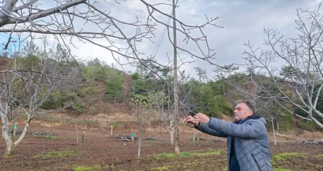 Oğuzlar cevizinde zirai don nedeniyle yüzde 90 verim kaybı bekleniyor