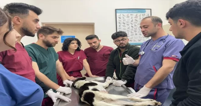 OMÜ Hayvan Hastanesi Karadeniz Bölgesi’ne hizmet veriyor