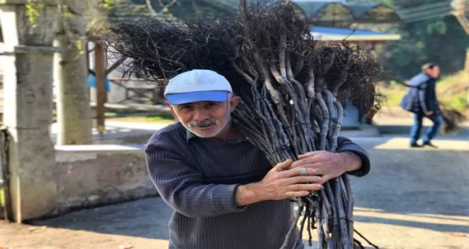 Ordu'da 100 bin ceviz fidanının dağıtımına başlandı