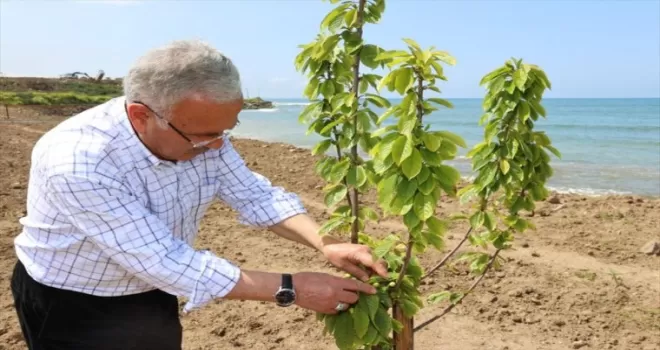 Ordu’da 40 yıl çöp dökülen alan meyve bahçesine dönüştürülüyor