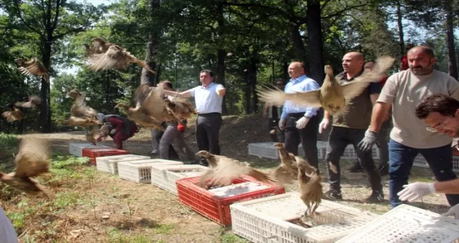 Ordu’da bin sülün doğaya salındı