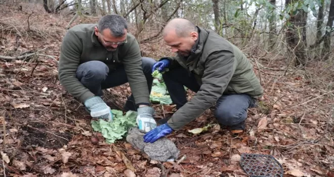 Ordu’da bulunan yaban tavşanı doğaya salındı