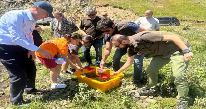 Ordu’da derelere 50 bin yavru alabalık bırakıldı