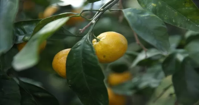 Ordu'da fındık üreticileri narenciye üretiminden ek kazanç sağlıyor