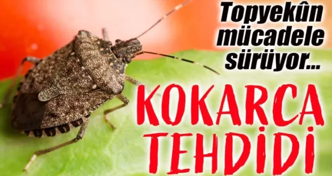 Ordu’da Kahverengi Kokarca Tehdidi: Topyekûn Mücadele Sürüyor!
