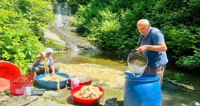 Ordu’da koyun yünü yatak ve yorgan yapmak için hazırlanıyor