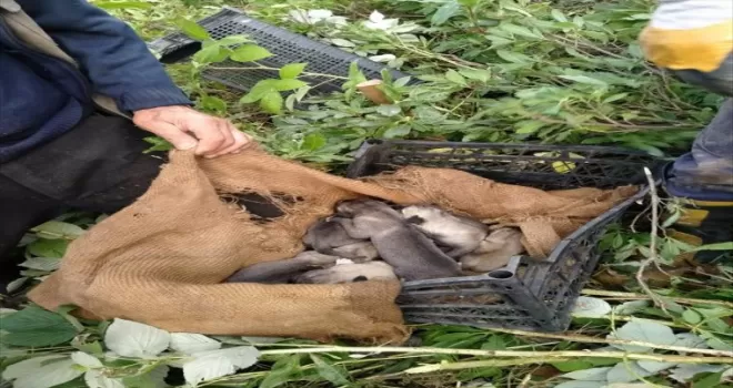 Ordu'da mahsur kalan 7 yavru köpek itfaiye ekiplerince kurtarıldı