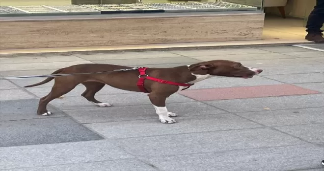 Ordu'da "pitbull" cinsi köpeğin saldırdığı köpek yaralandı