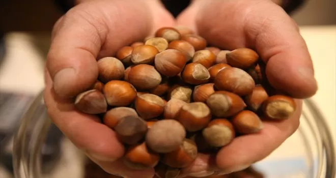 Ordu'da serbest piyasada fındık 53 liradan işlem görüyor