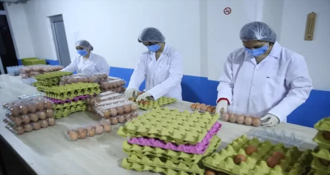 Ordu'da üretilen organik yumurtalar BAE'ye ihraç edilecek
