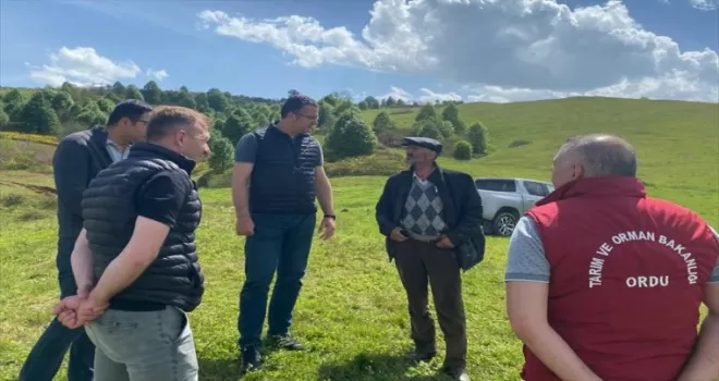 Ordu’da yaylada ayı saldırısında 76 koyun öldü