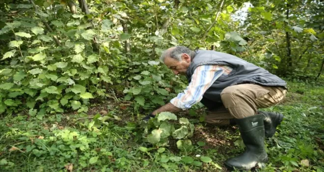 Ordulu fındık üreticileri, e-Devlet'ten yapılan ÇKS kayıtlarından memnun