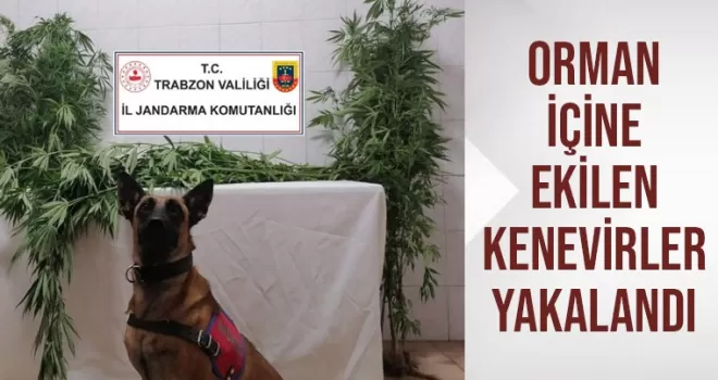 Orman içine ekilen kenevirler yakalandı