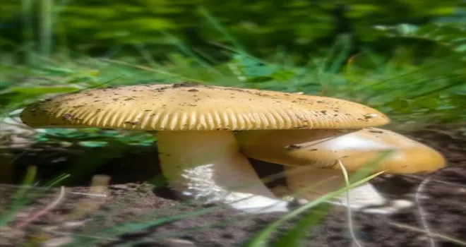 Ormanda mantar toplayan kişilere “zehirlenme“ uyarısı