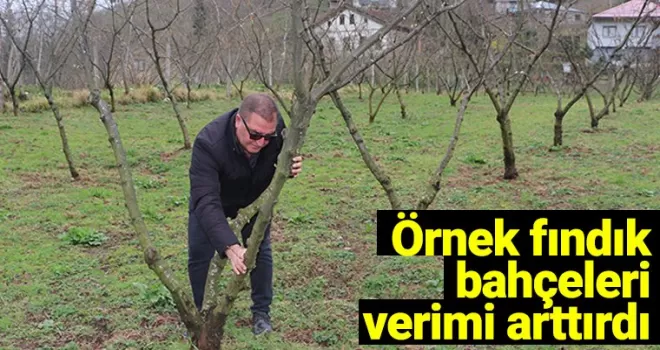 Örnek fındık bahçeleri verim ve kaliteyi artırdı